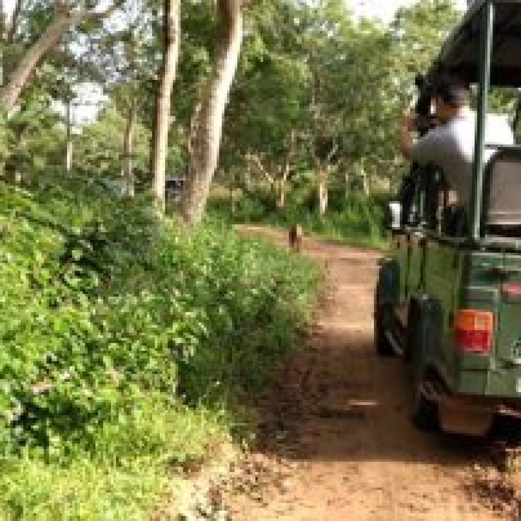 Safari ride in ooty
